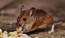 24 Hour & Emergency Exterminators in Galesburg, IL